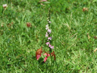 Spiranthes sinensis
