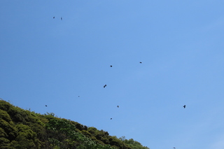 Corvus corone