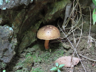 Boletus pseudocalopus?