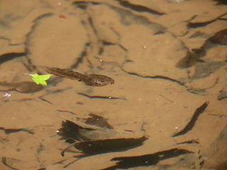 Rana ornativentris?