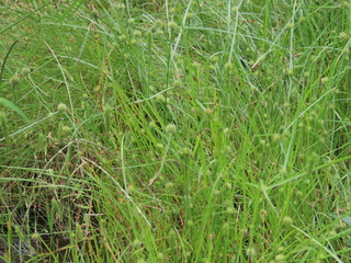 Cyperus brevifolius var. leiolepis