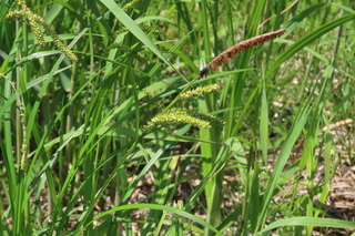 Dolerus ephippiatus?