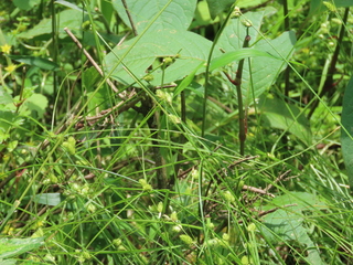 Carex planata?