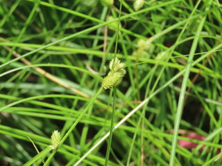 Carex planata?