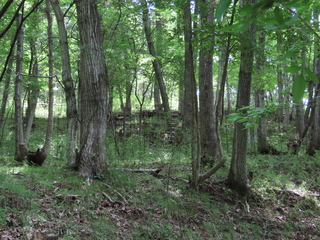 IMG_0970.JPG