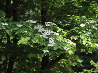 Cornus kousa