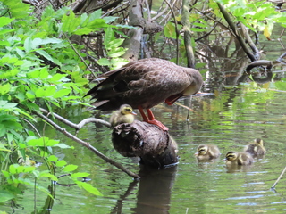 IMG_0984.JPG