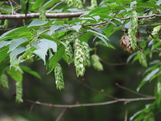 Carpinus cordata