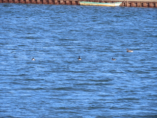 Branta bernicla orientalis
