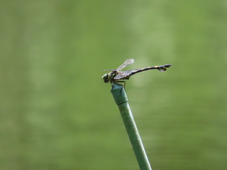 Sinictinogomphus clavatus