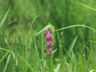 Spiranthes sinensis