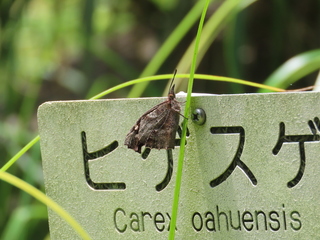 Libythea celtis