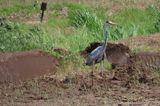 Ardea cinerea