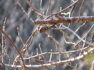 Yungipicus kizuki