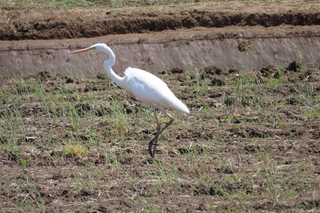 Ardea modesta?