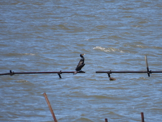 Phalacrocorax carbo