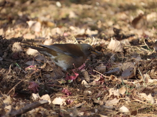 Turdus pallidus