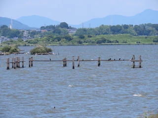 Phalacrocorax carbo