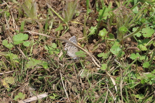 Zizeeria maha