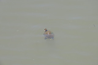 Trachemys scripta