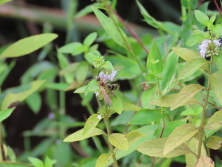 Campsomeris prismatica