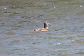 Mareca strepera