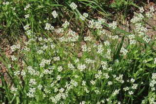 Valerianella radiata