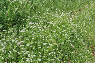 Valerianella radiata