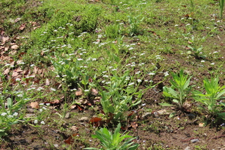 Valerianella radiata