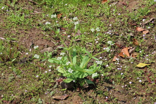 Valerianella radiata