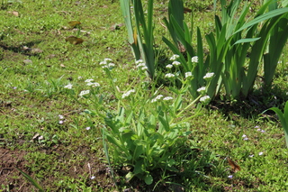 Valerianella radiata