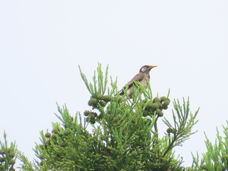 Sturnus cineraceus