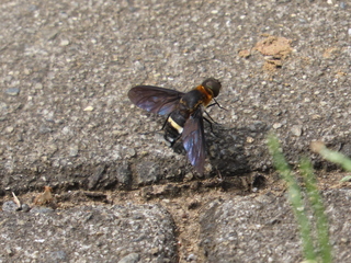 Ligyra tantalus