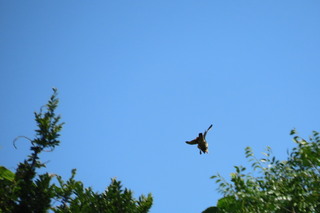 Falco tinnunculus