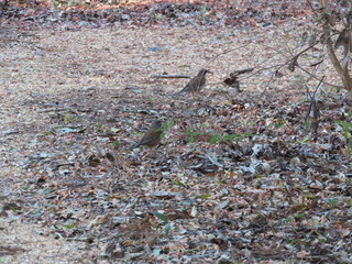 Turdus pallidus