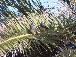 Spodiopsar cineraceus