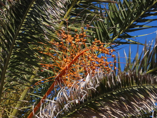 Phoenix canariensis?