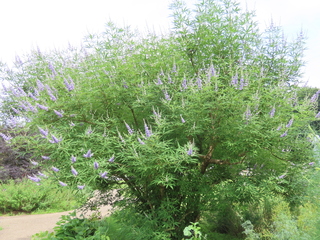 Vitex agnus-castus