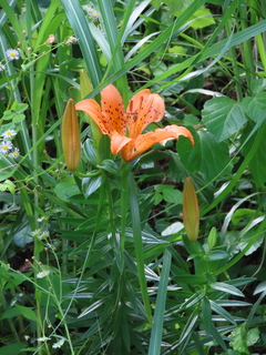 Lilium maculatum