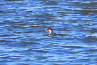 Mergellus albellus