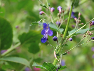Tripora divaricata