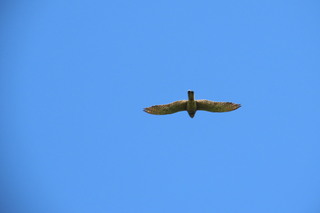 Falco tinnunculus