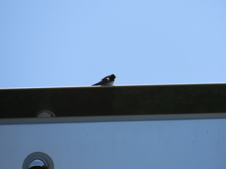 Hirundo rustica