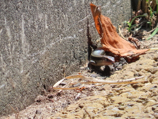 Plestiodon japonicus