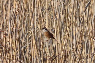 Emberiza cioides