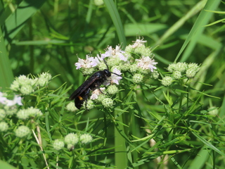 Scolia oculata