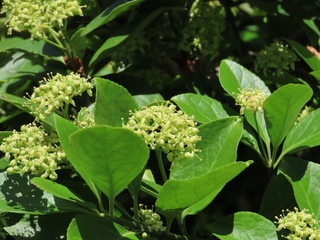 Euonymus fortunei