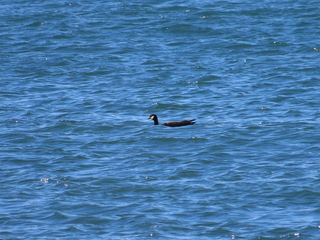 Branta hutchinsii