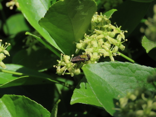 Strongyloneura prasina