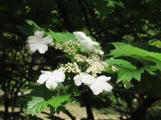 Viburnum opulus var. sargentii